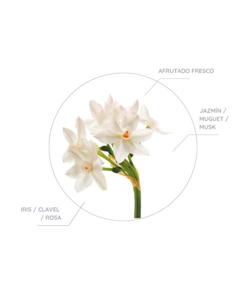 MIKADO DECORATIVO DAMA DE NOCHE DON ALGODON 60ML (DURACION 2 MESES) (1)